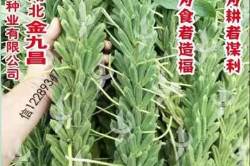 湖北金九昌種業有限公司